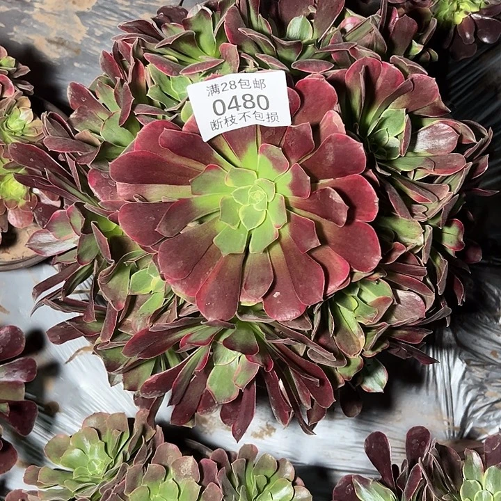 7480幽兰公主多肉植物