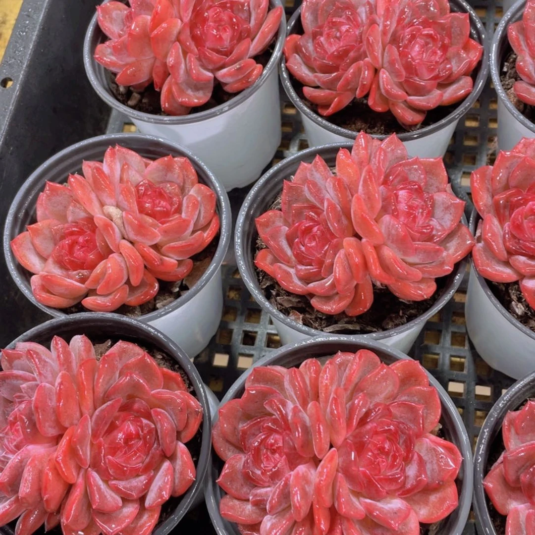 量拍122号 全状态水晶琥珀大双头一个