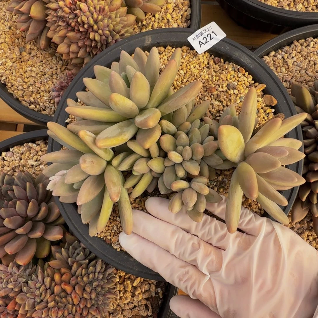 s a a a a a a a a a 221