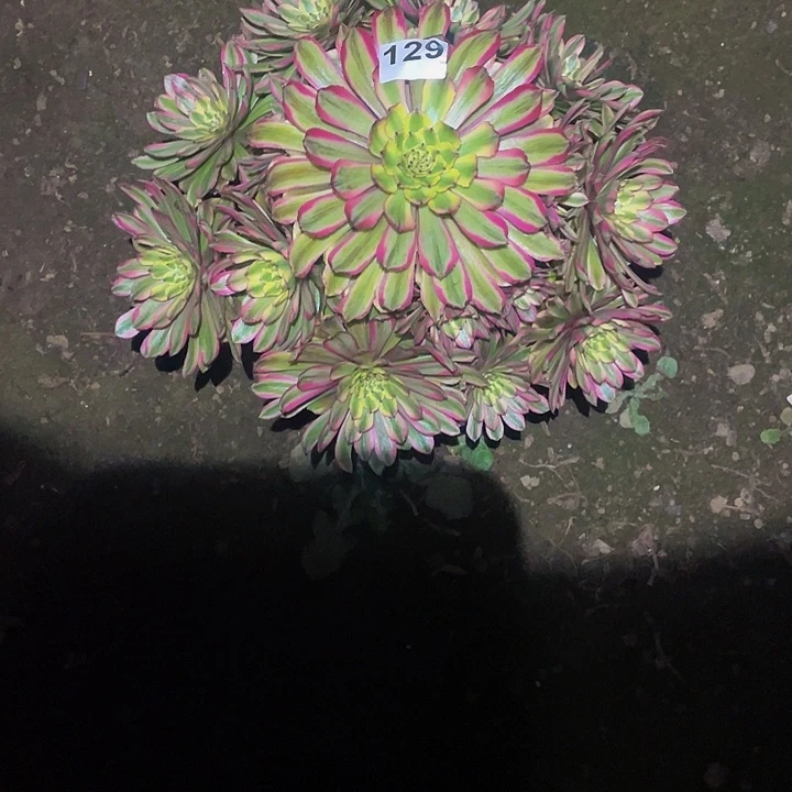 多肉法师129号夕颜发货不包损