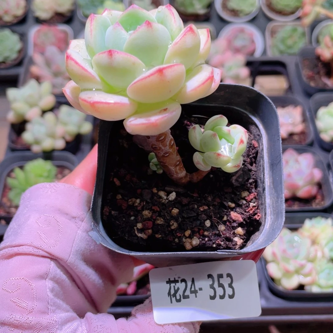 花利美24-353香草