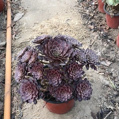 2****7黑铜法师多肉植物2