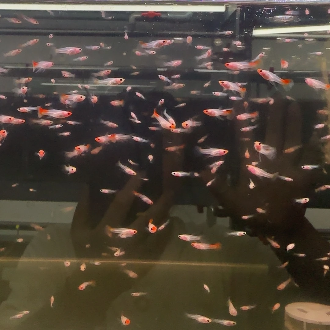 孔雀鱼红头玻璃猫苗10条