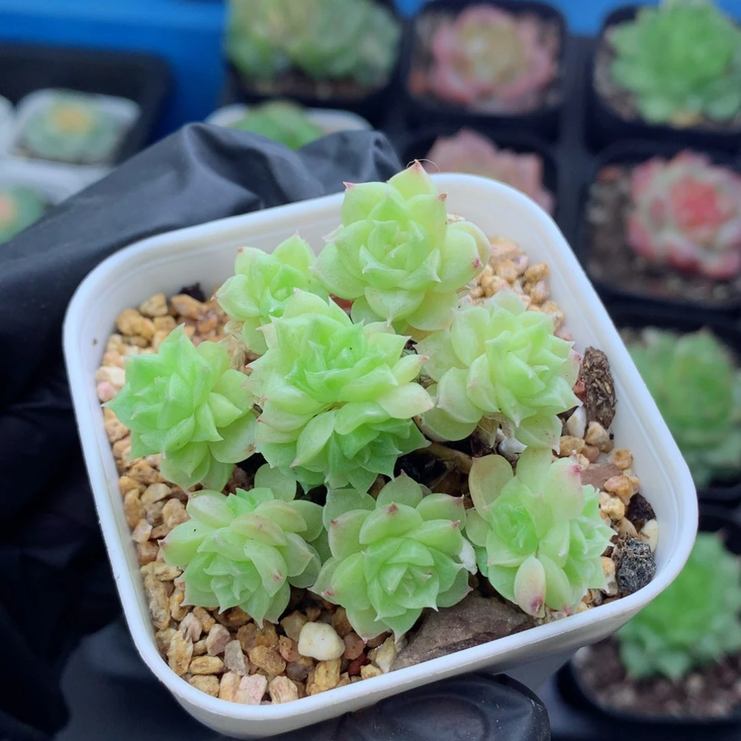 58包邮  群生不包整麦秆群31