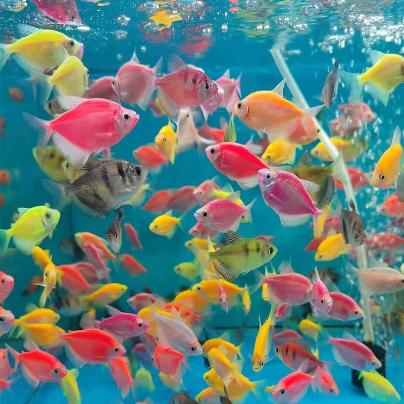 天使鱼观赏鱼纯天然鱼群小型鱼淡水鱼好养耐活喂食学生宝妈宠物