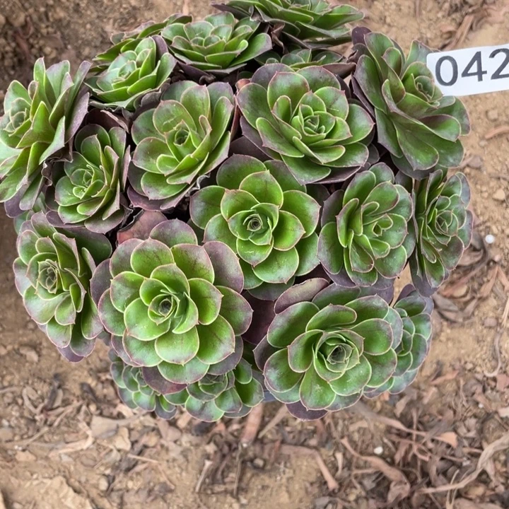 无花朵042多肉植物魅金玫瑰