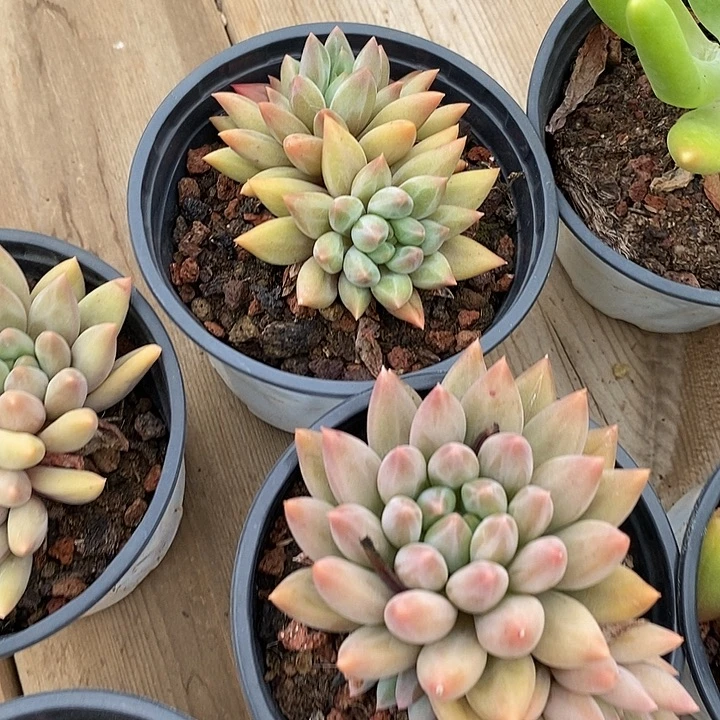 双头红蜻蜓，福利多多