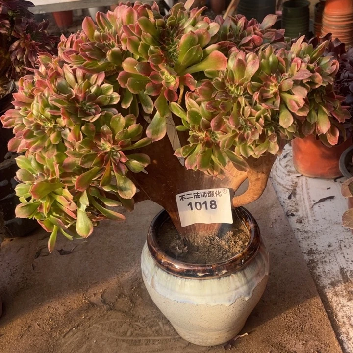 1018，香妃缀朵朵包邮