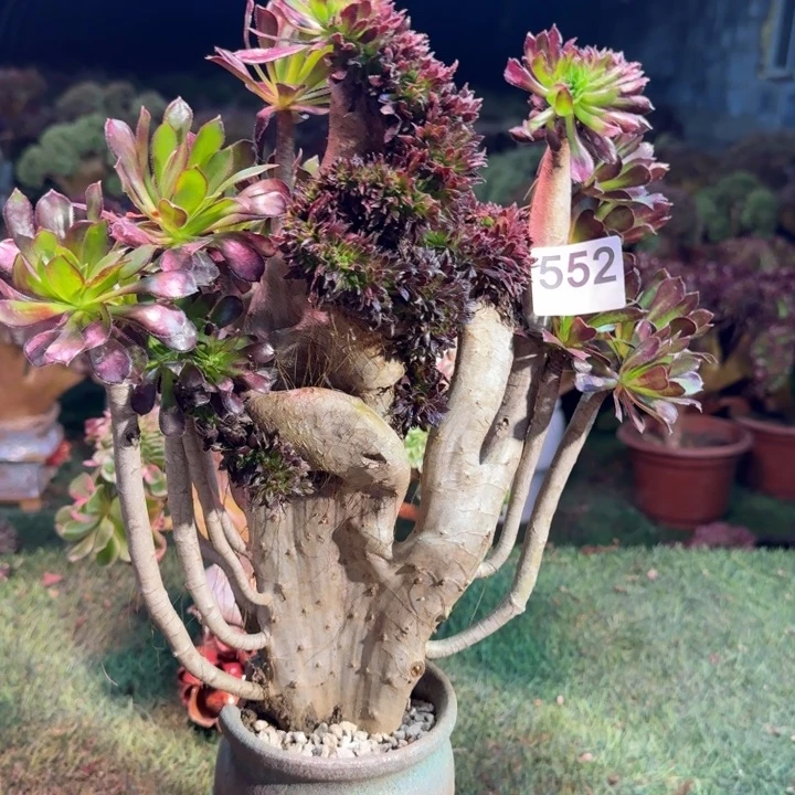 黑发师缀化有伤552