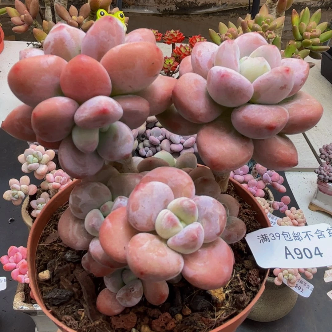 904/8cm樱花洛神多肉植物