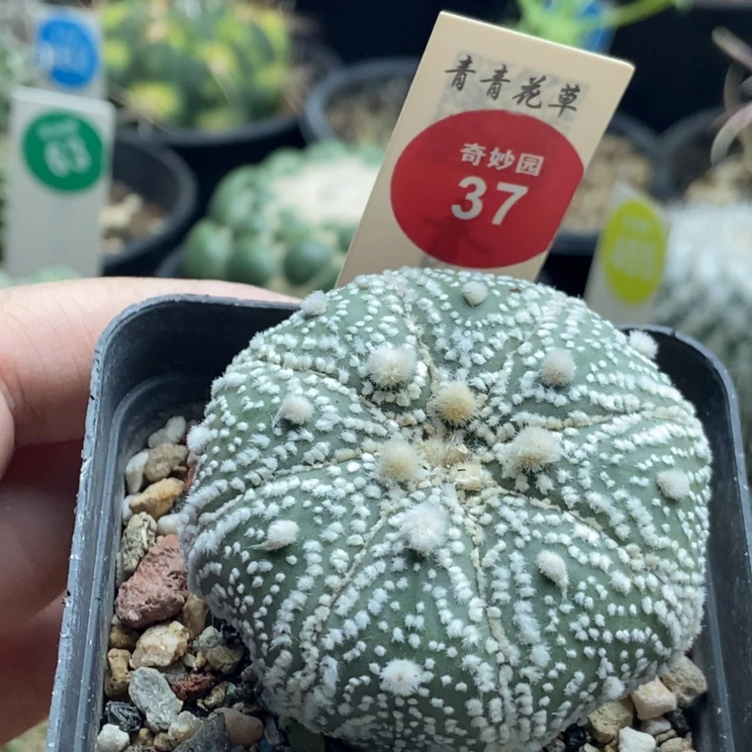 花园兜杂交一颗仙人球