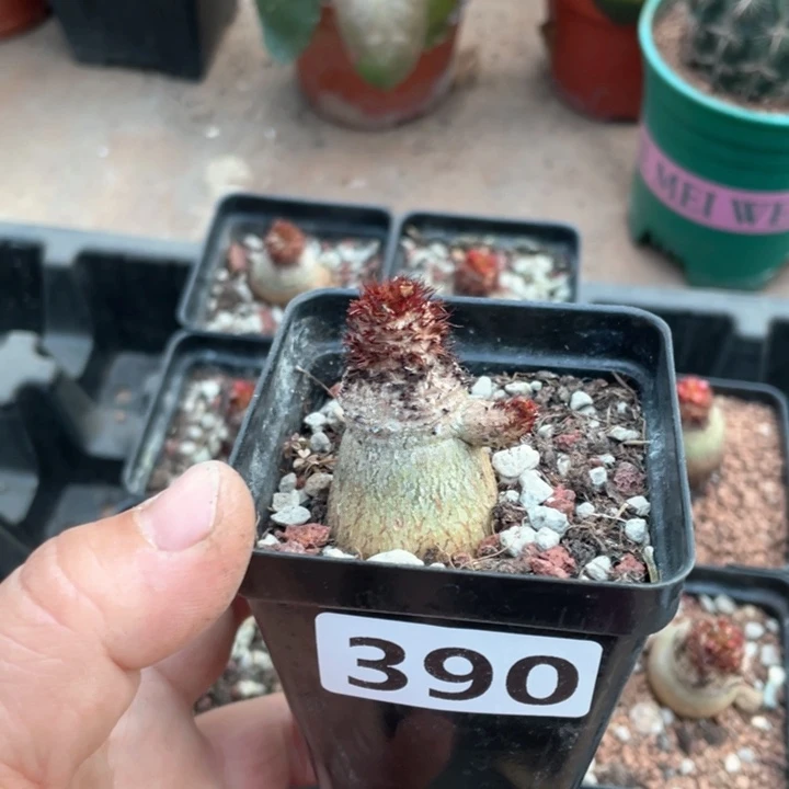 R*y390象鼻大戟块根