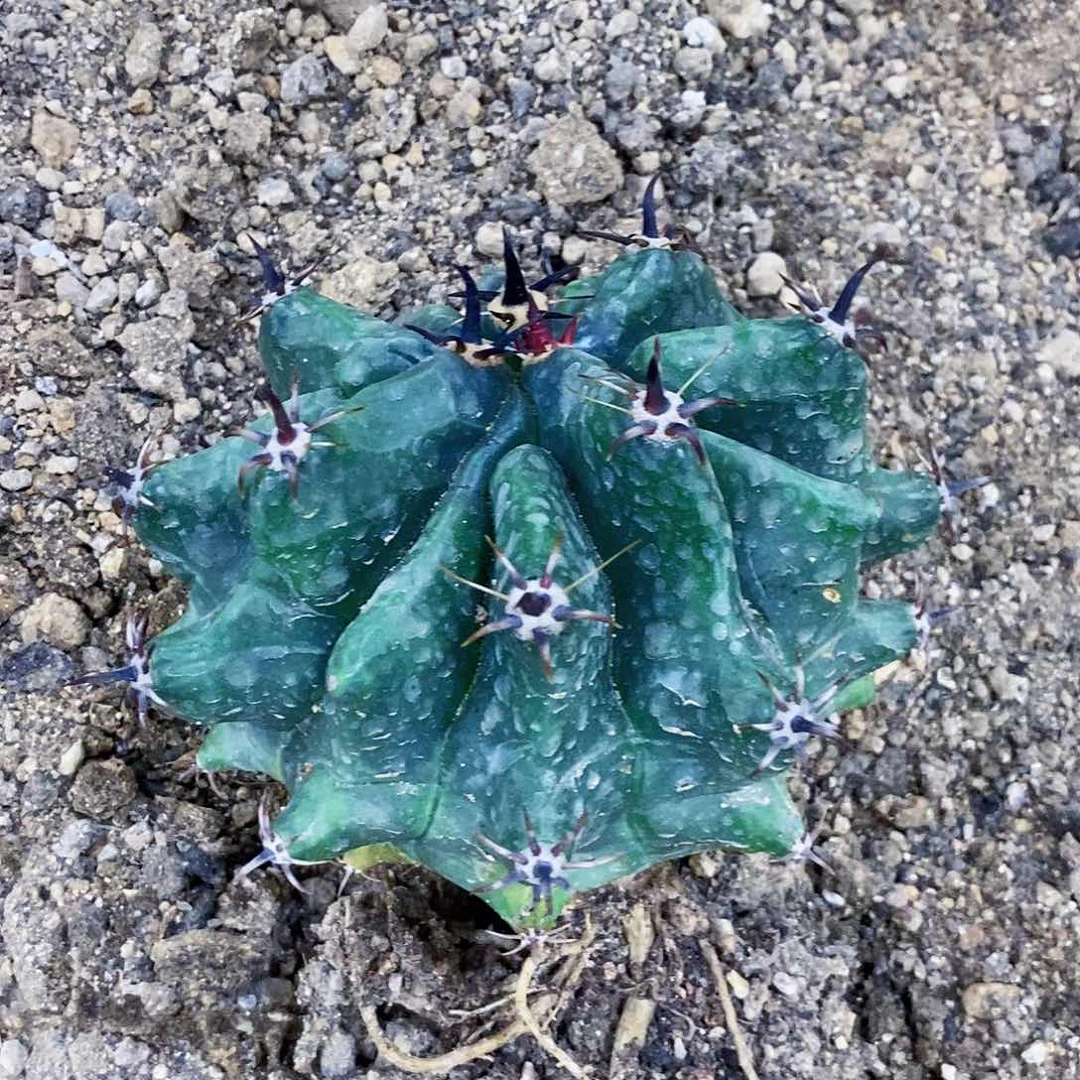 无花朵董*森00000000000000000