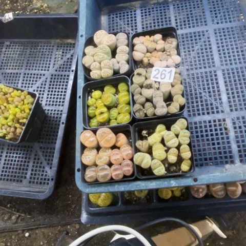 261生石花6盆如图东北不拍货