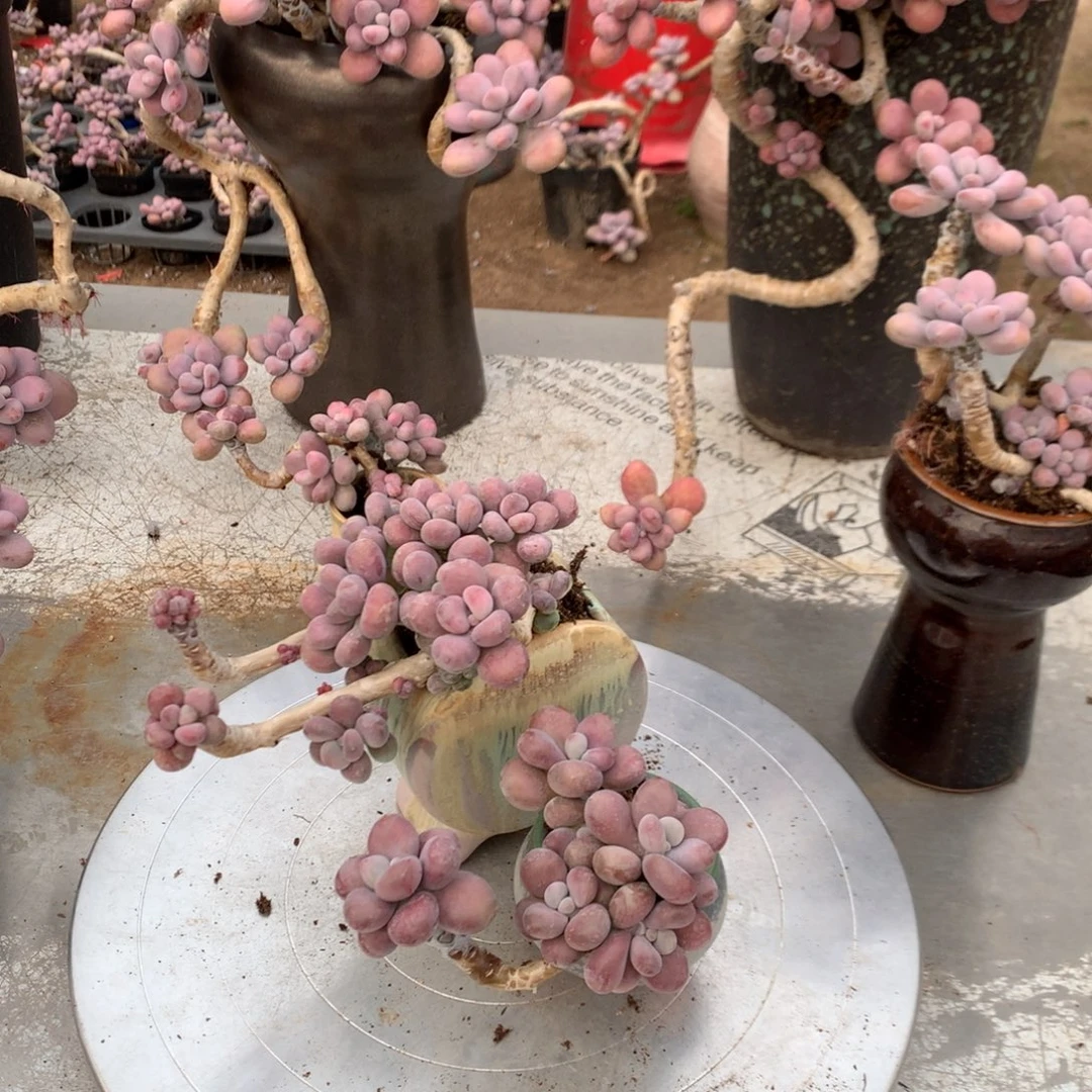 桃蛋老桩两颗不带盆6号