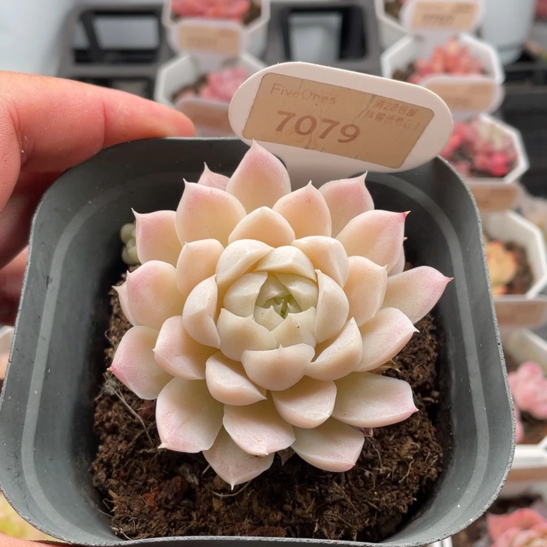白月影7079-6.5厘米