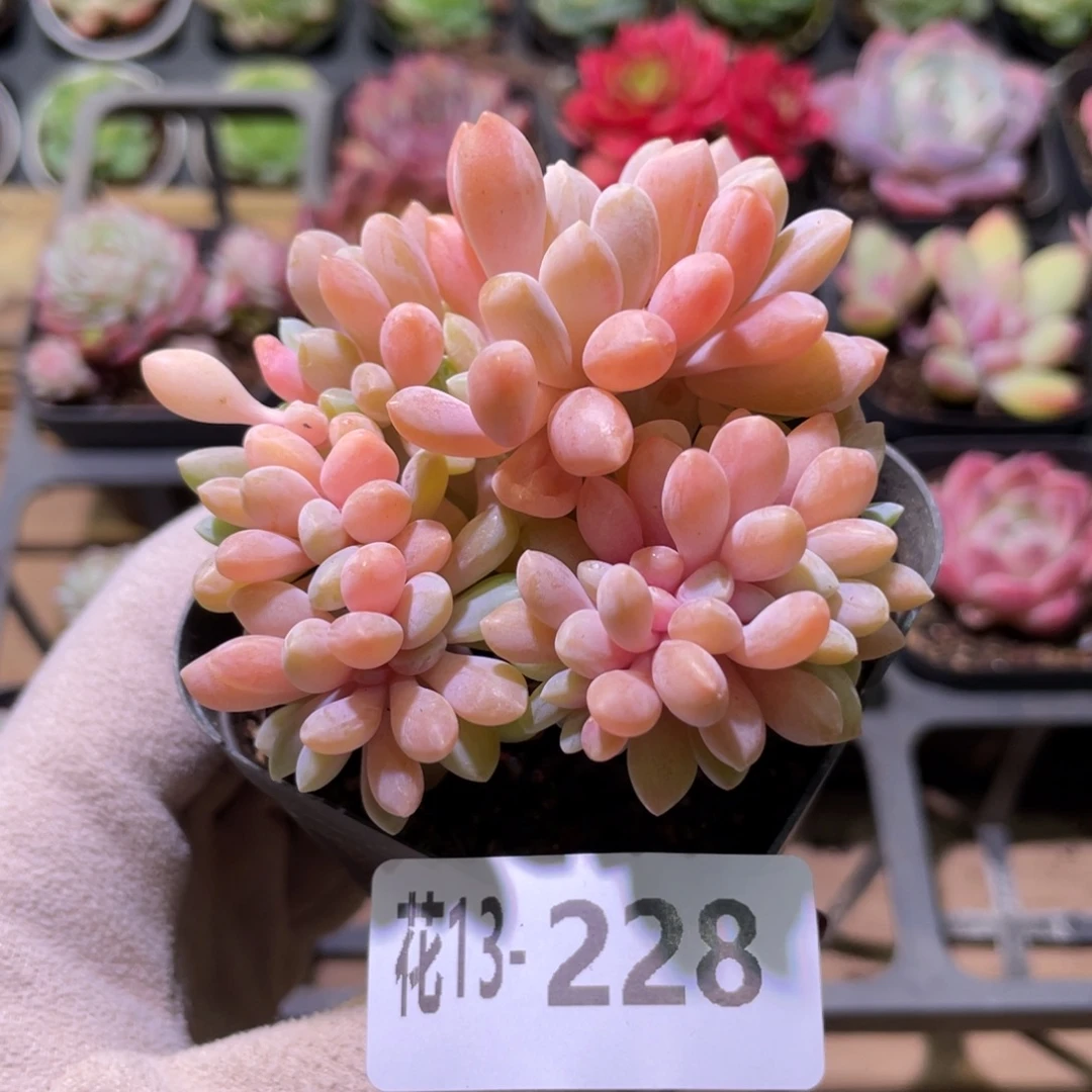 花利美13-228冬美人缀化