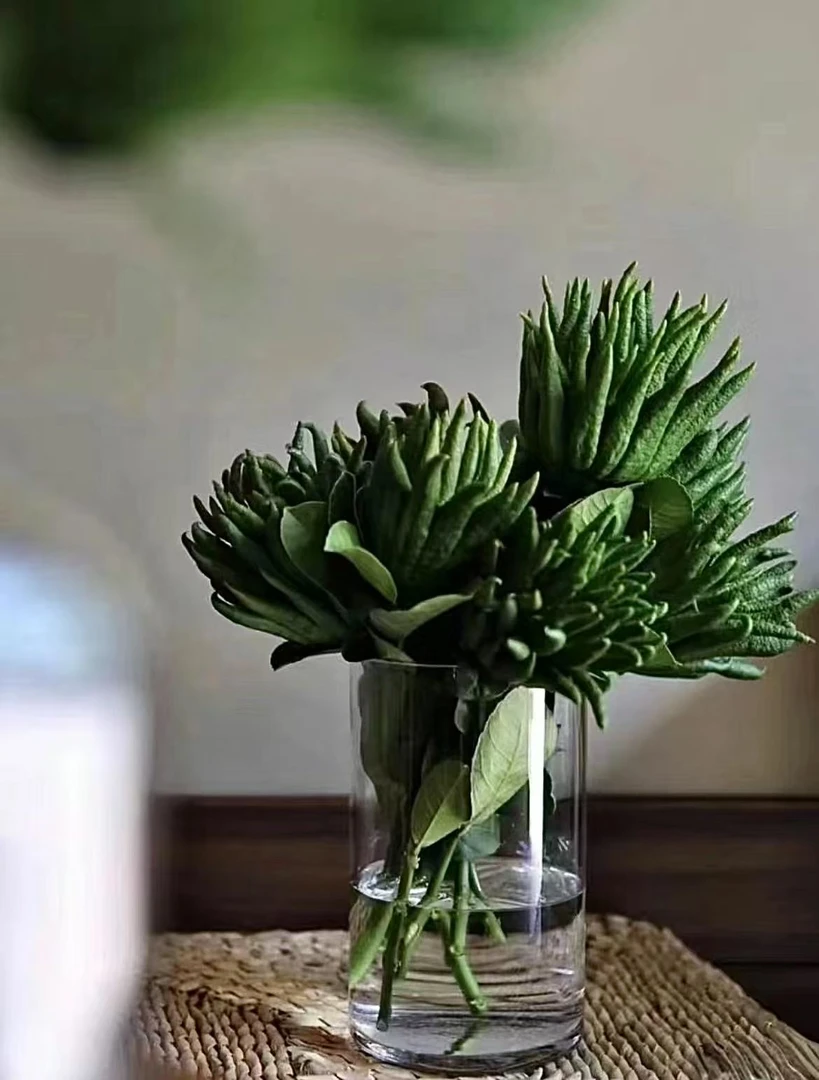 四川佛手柑高山红花水培水养香薰佛手柑带枝佛手果基地直发