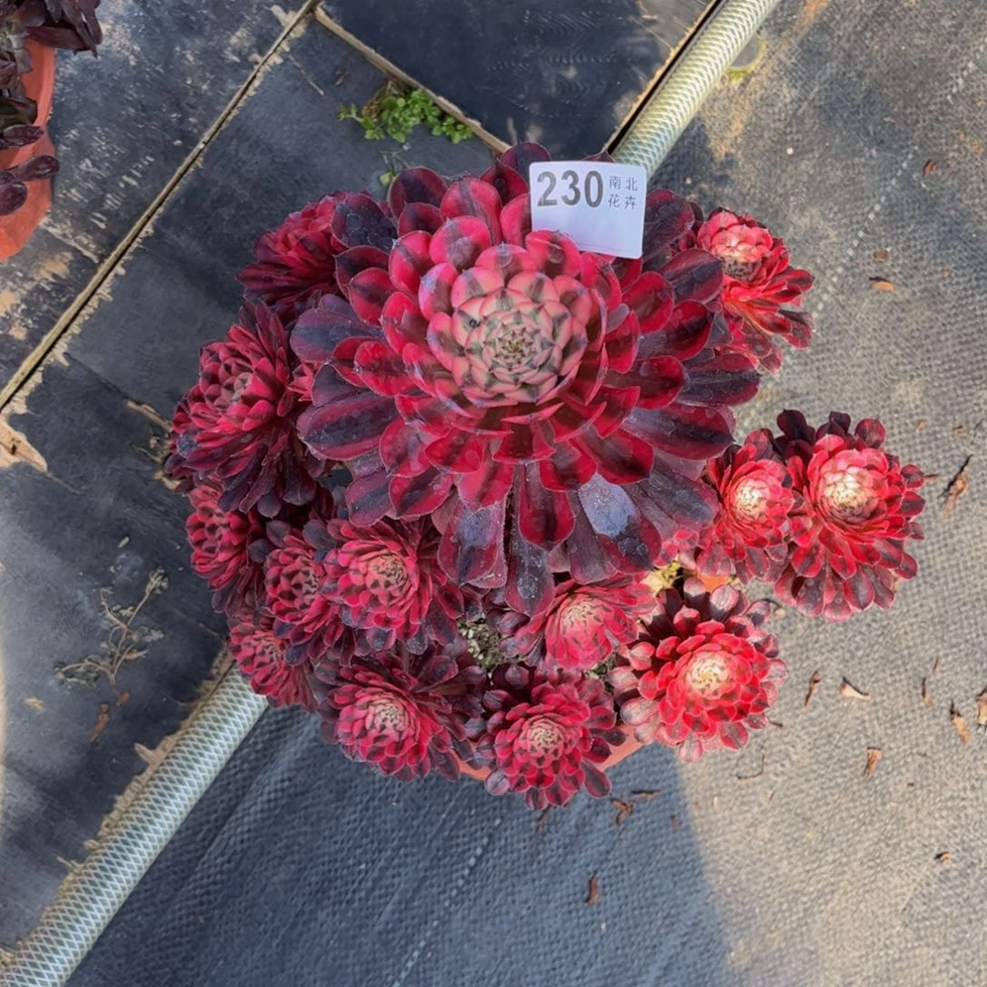 鸿*多肉红铜白药妆00000230