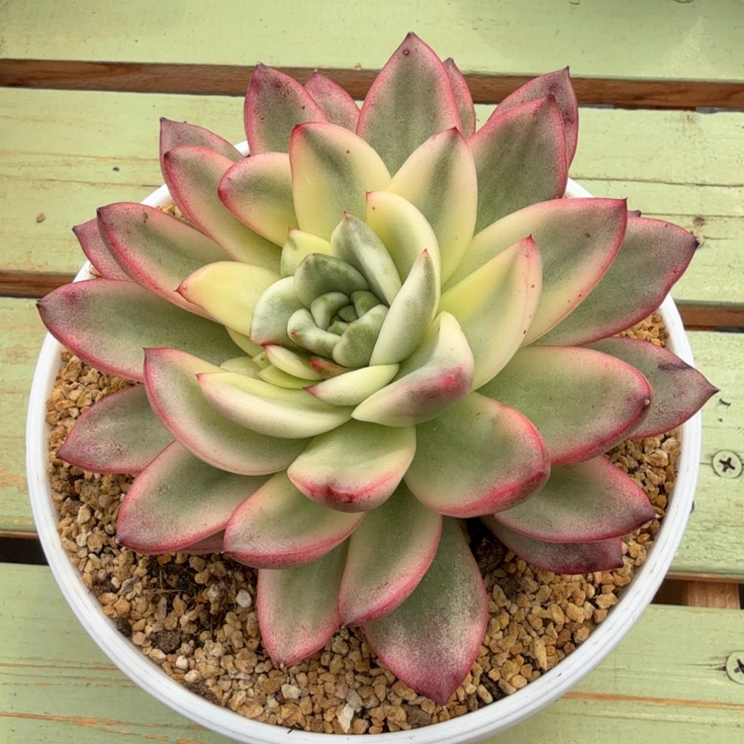 冬云杂锦上园艺一物一拍