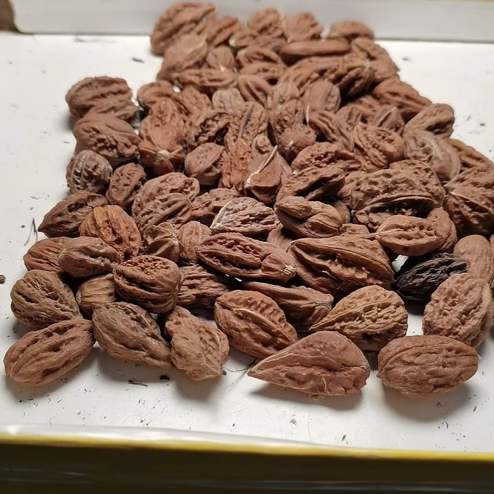 文玩核桃手串逸*斋东北秋子异型籽41