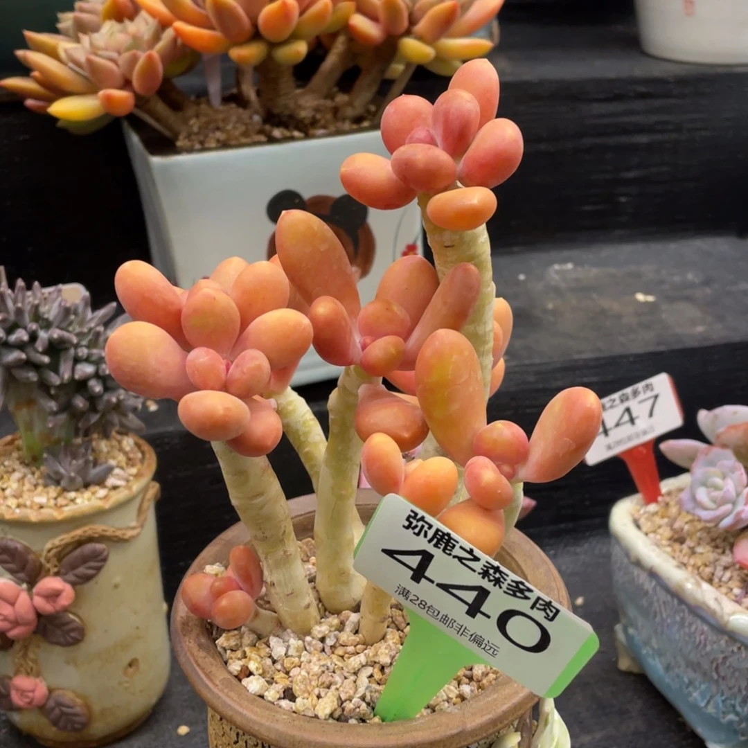 A***y弥鹿之森一物一拍