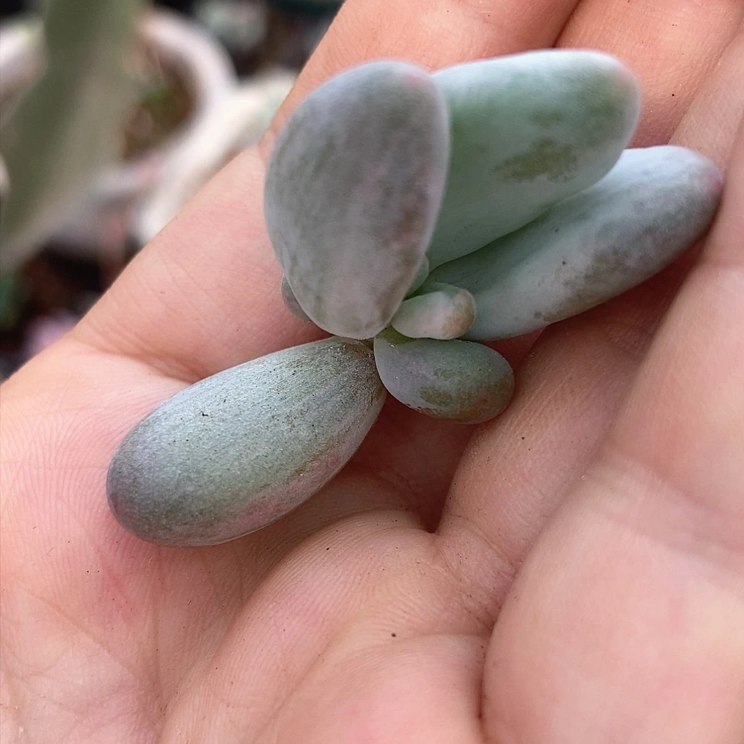 郭*肉福利美人奶酪头盖