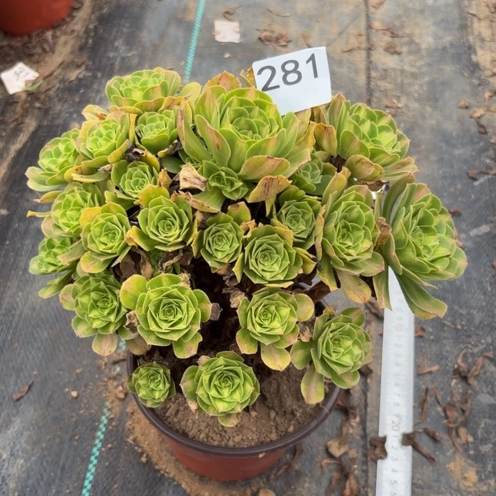 翡翠琉璃多肉植物不包损281