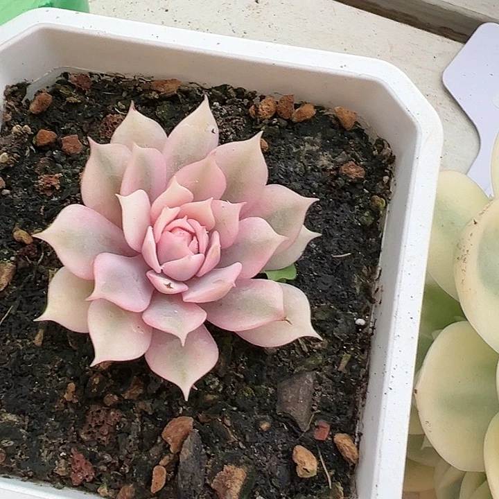 琦****白白粉蝶锦多肉植物