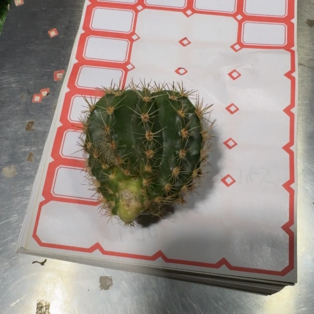 默***契丝牡丹侧牙仙人球一颗开花美