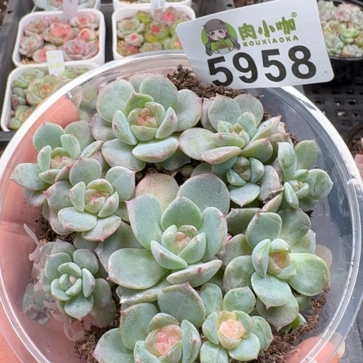 多肉植物多肉植物
