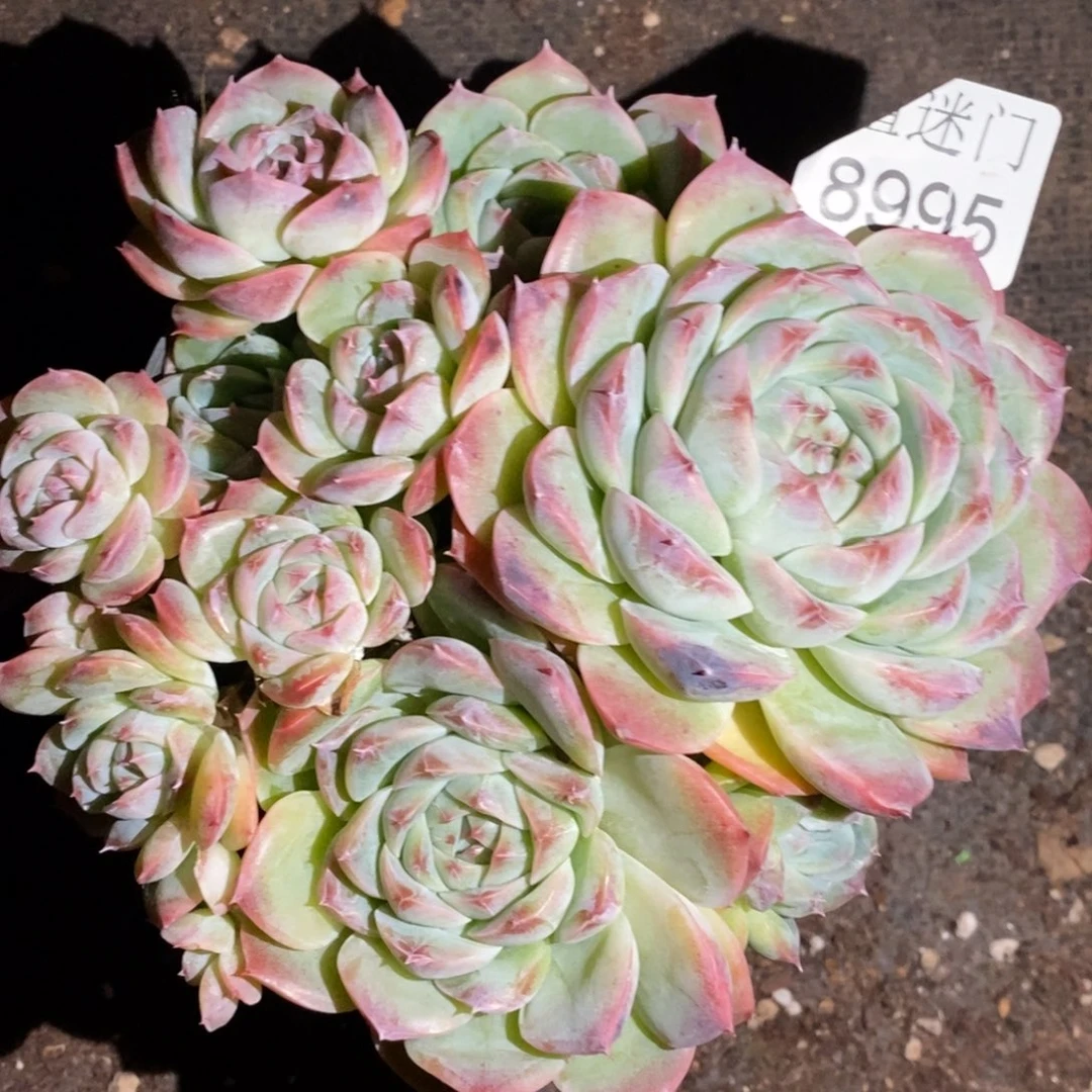 茉***沫不售后~带盆土发货~8995~12厘米