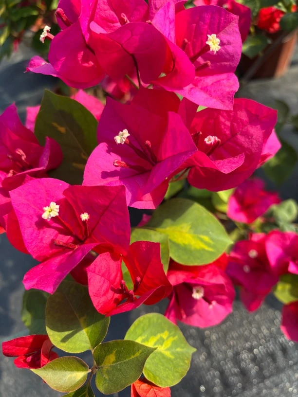 《暗斑玫红》漳州三角梅基地直销