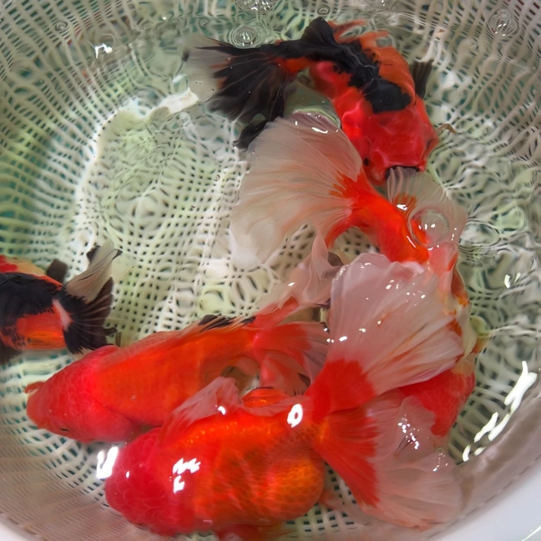 金鱼冷水观赏鱼混搭