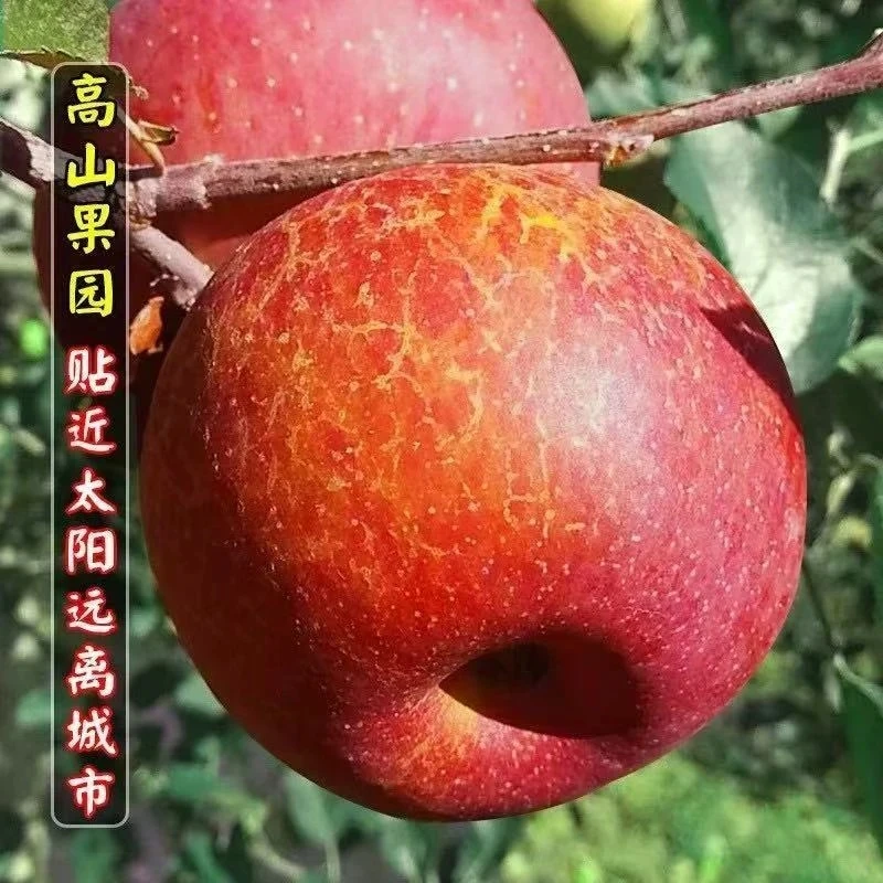 KMM大凉山盐源冰糖心丑苹果新鲜现摘脆甜多汁当季水果