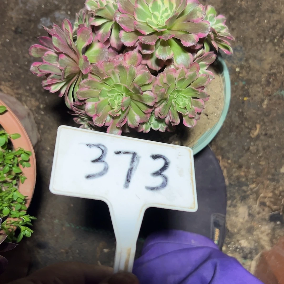 多肉植物红铜白法师373