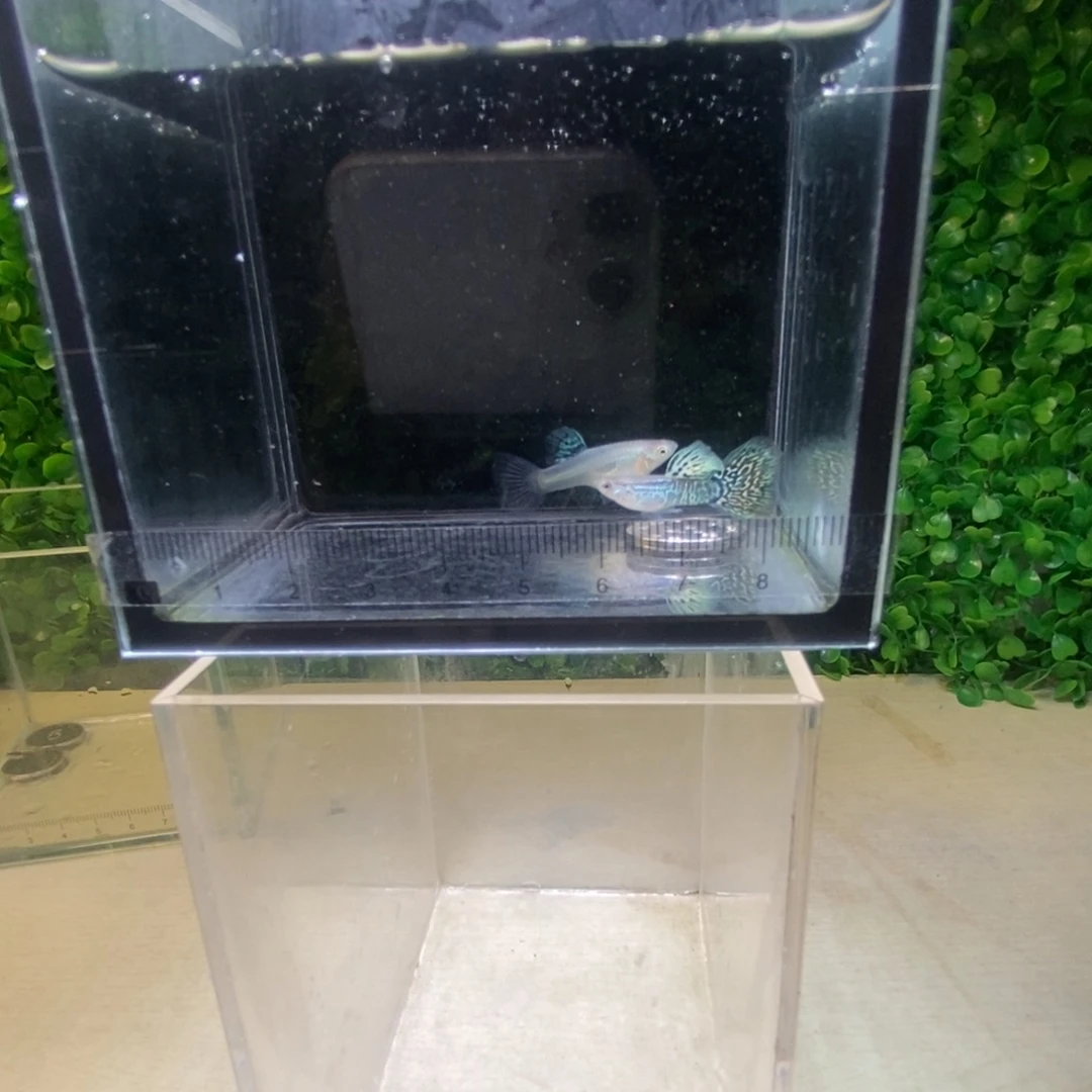 孔雀鱼搭背蛇王一对