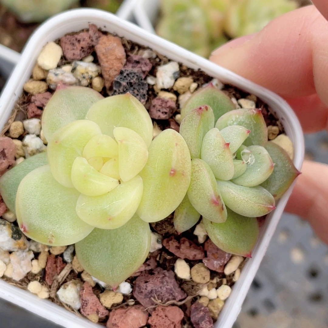 229号糖心冰心珍妮 油栋栋