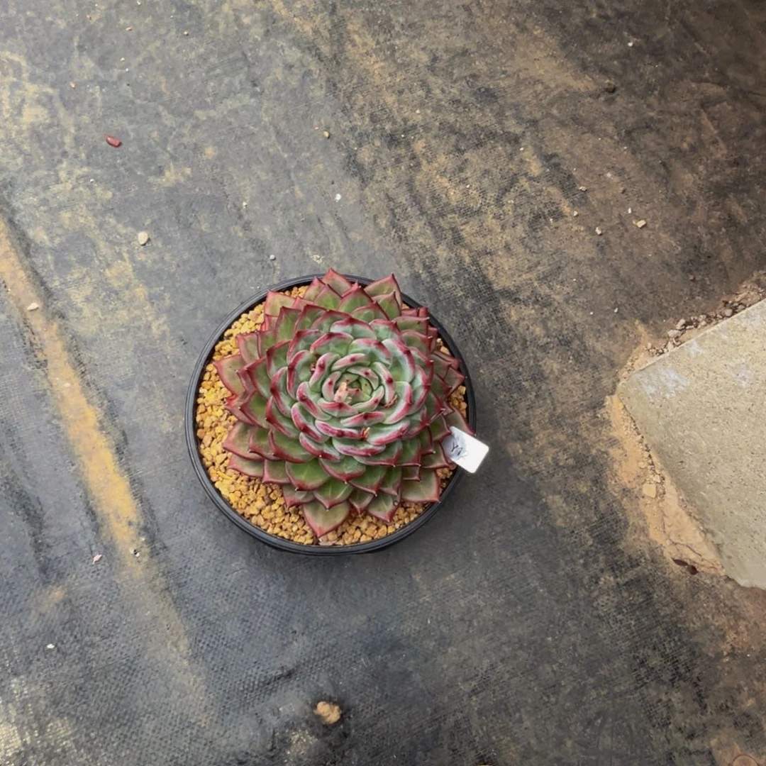 男****?y y y y y y y y y 12