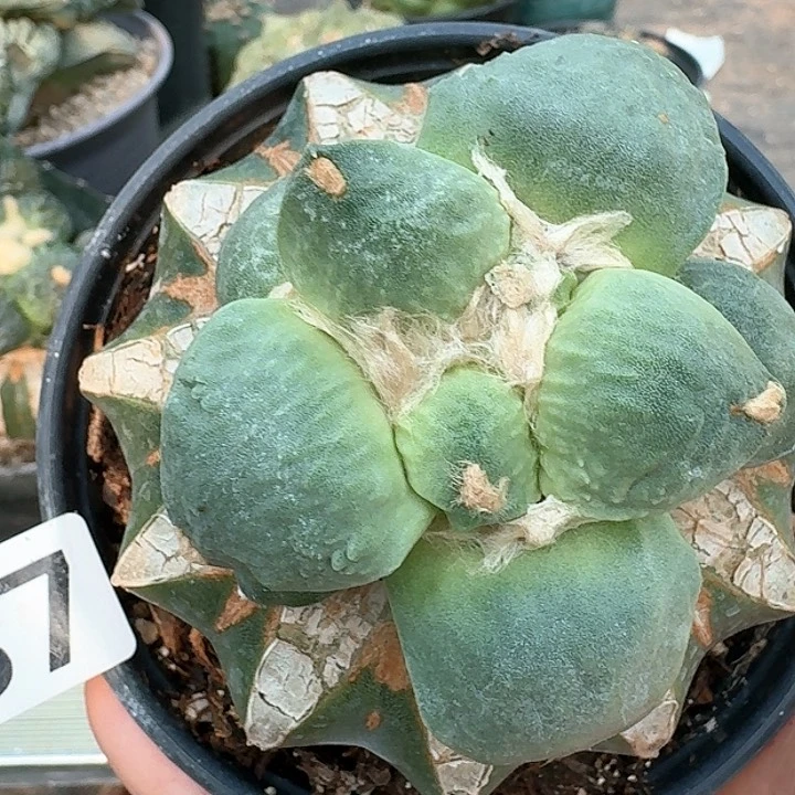 【闪购商品】无花朵星****星达摩蛋487