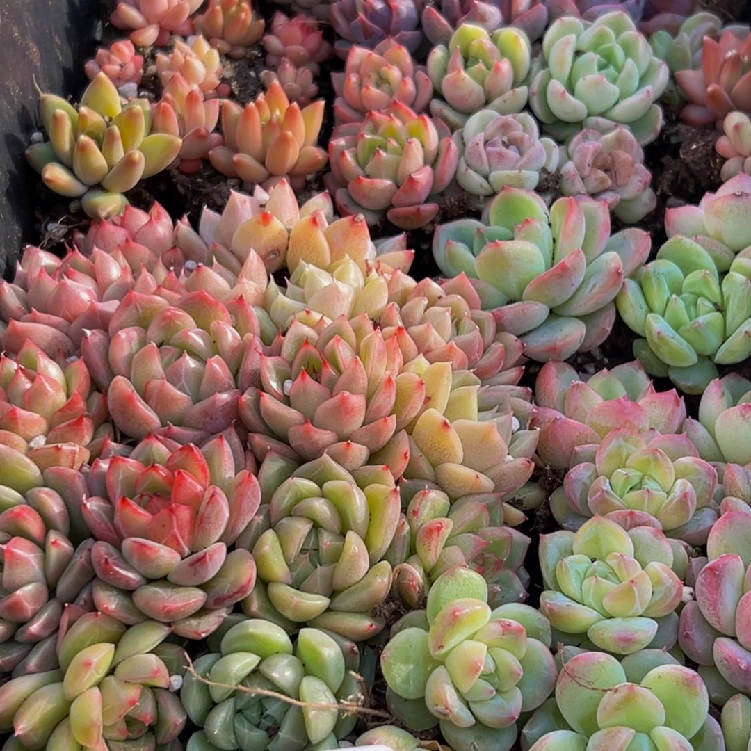 920多肉葡萄的味道真的