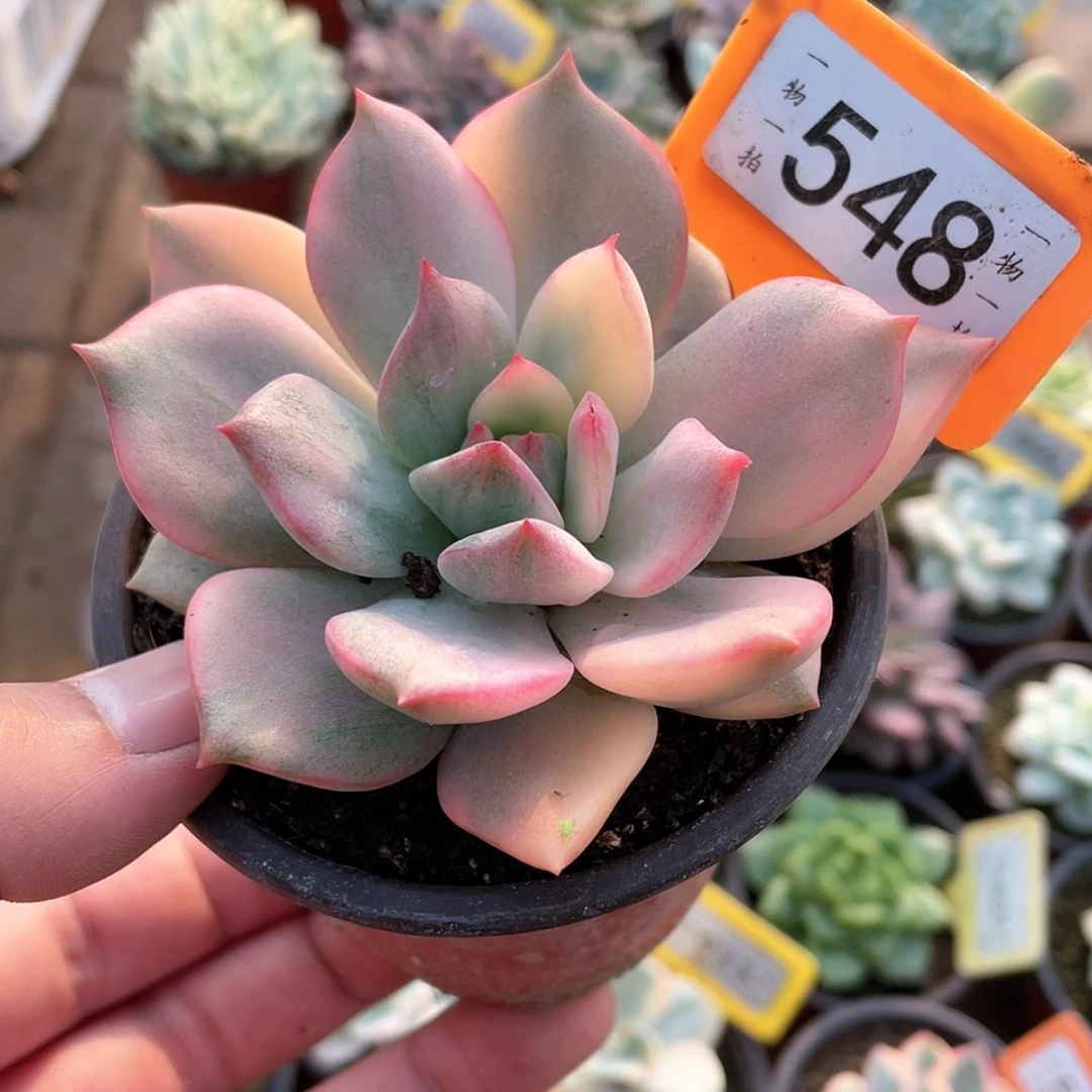 【闪购商品】无花朵l****1多厚548