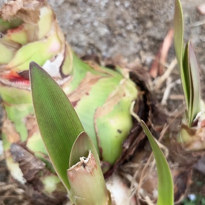 杂交四号开花不售