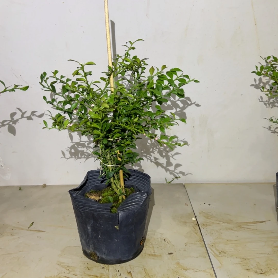 绿植盆栽植物花卉