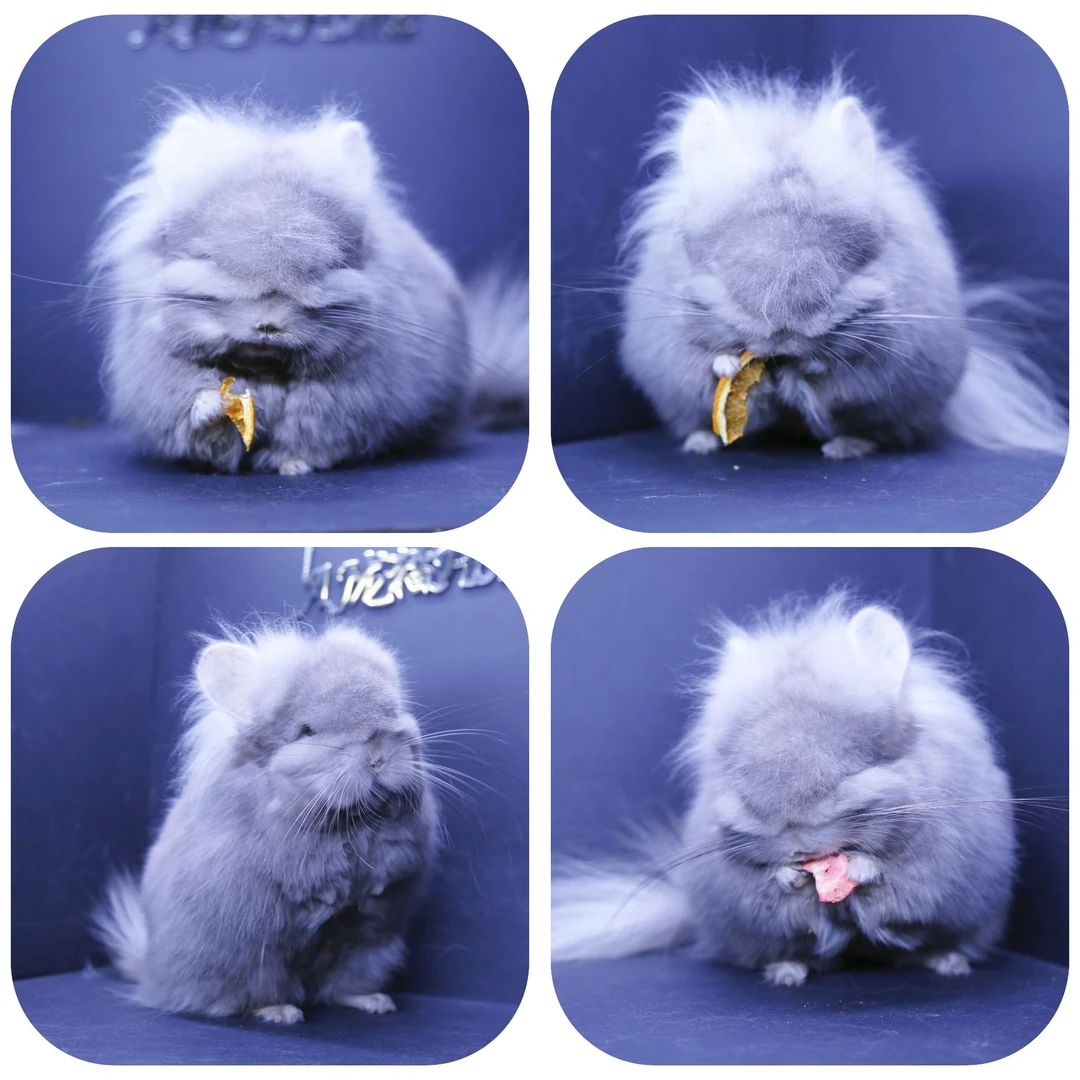 【35号】活体宠物：粉色黑毛主播