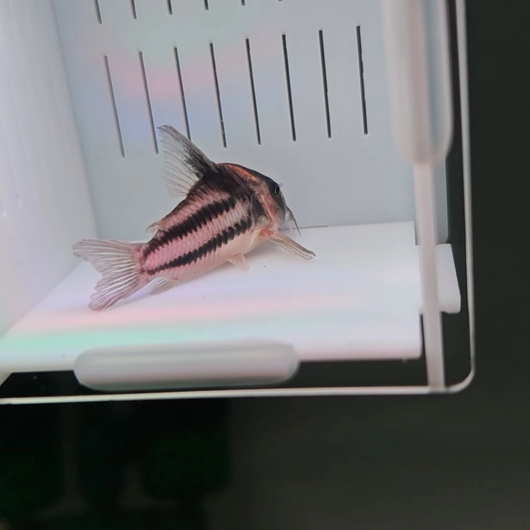 灯科鱼超级二线鼠鱼（微瑕疵）