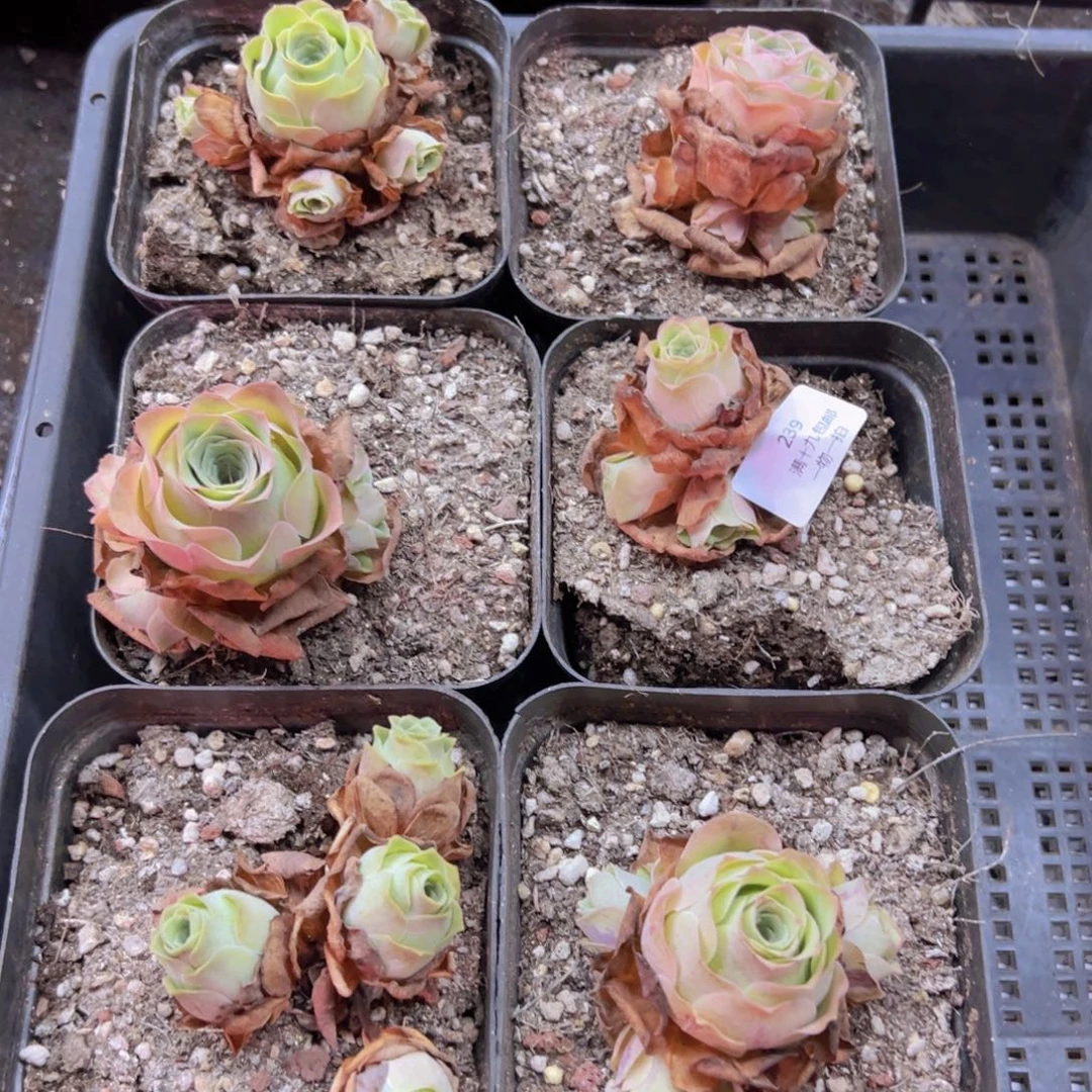 239 侧牙掉了不包损无售后