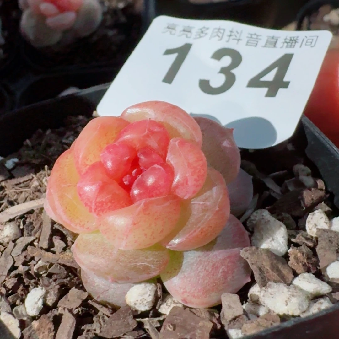 A****9软糖珍妮         精品多肉