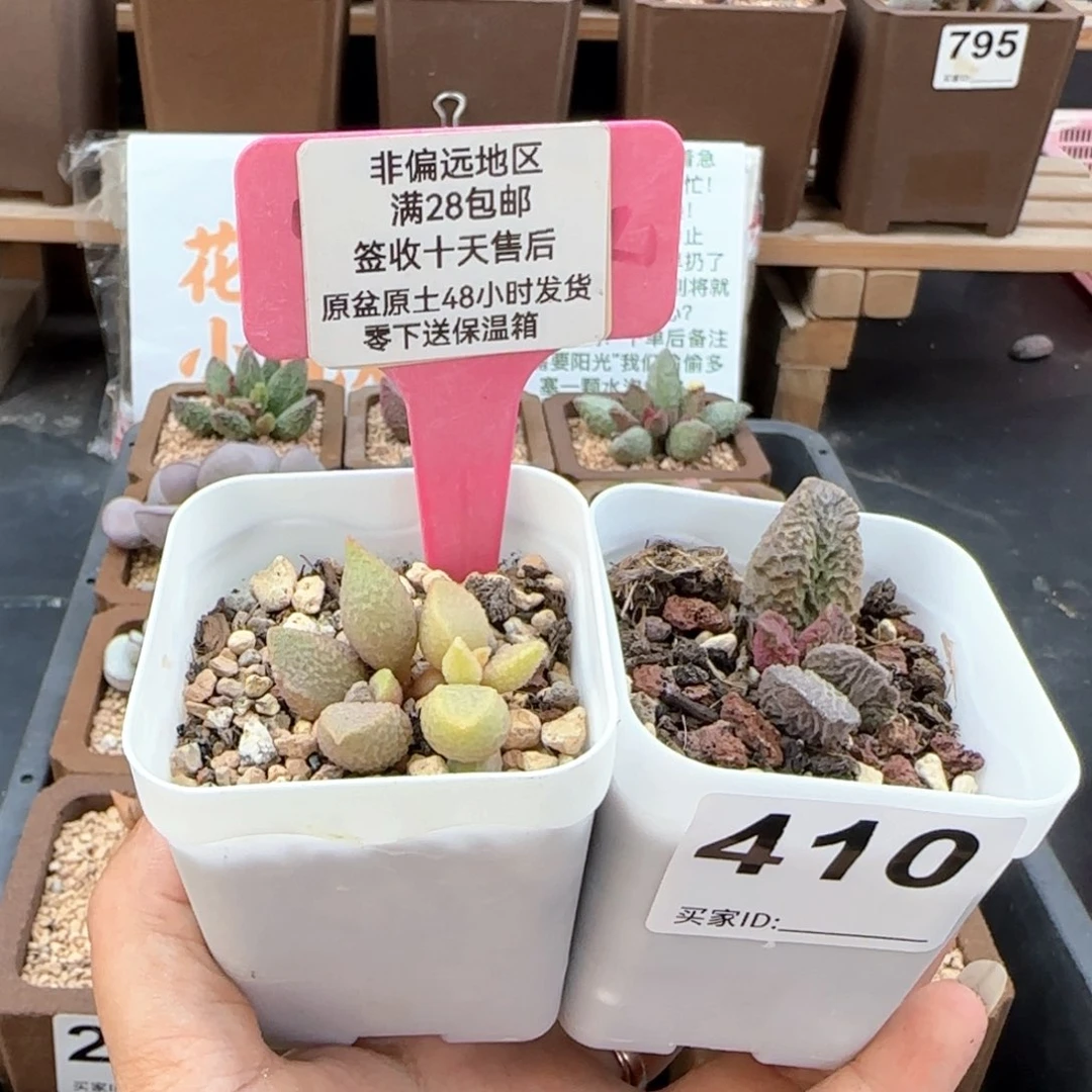 418般若大鱼海棠多肉植物