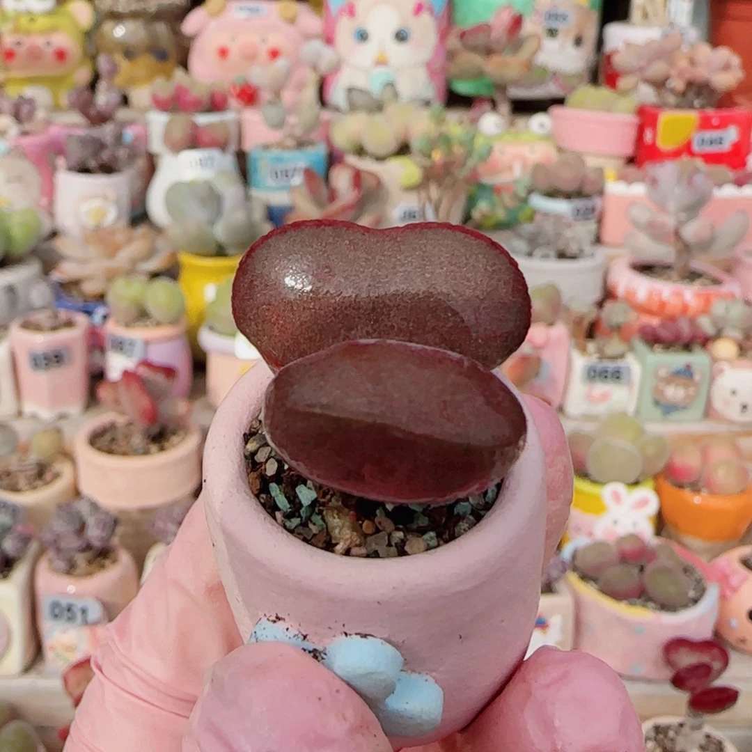 T爱心红蛋盆口2cm